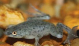 No.3 African Dwarf Frog