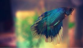 No.2 Tropical Betta Fish