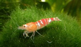 No.1 Cherry Shrimp Tank