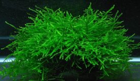 Java Moss