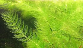 Hornwort