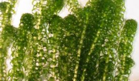 Elodea