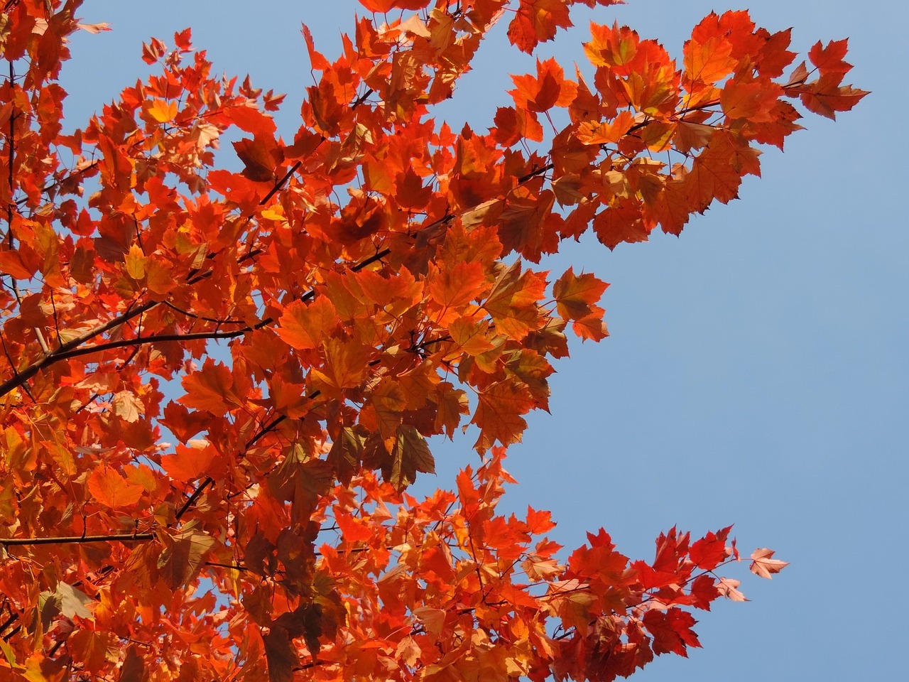 Coloured leaves