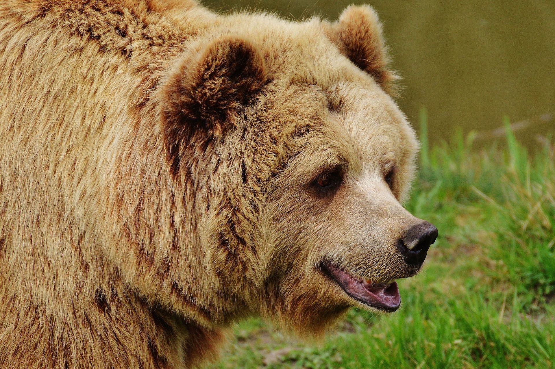 Brown bear