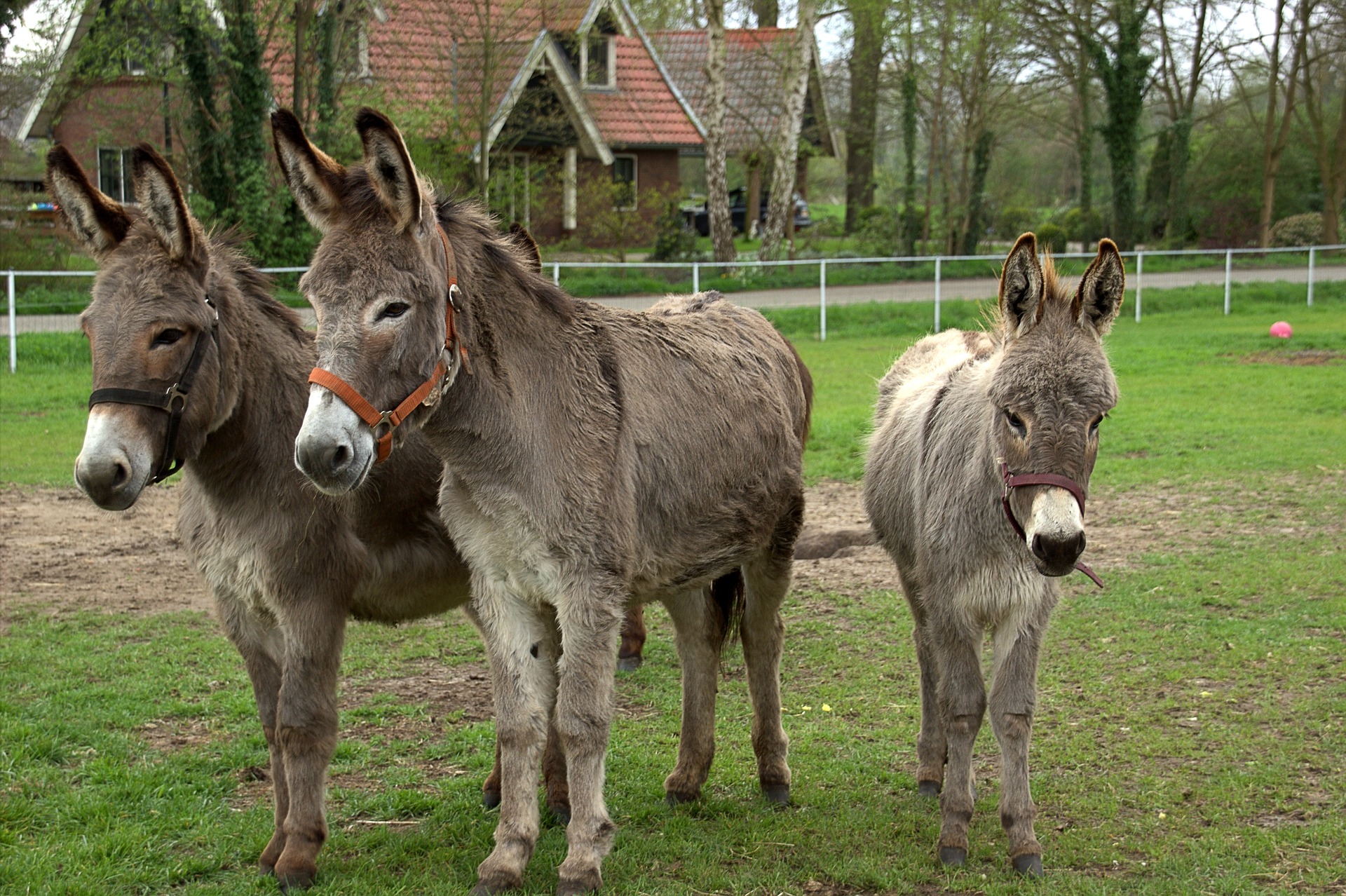 Donkeys