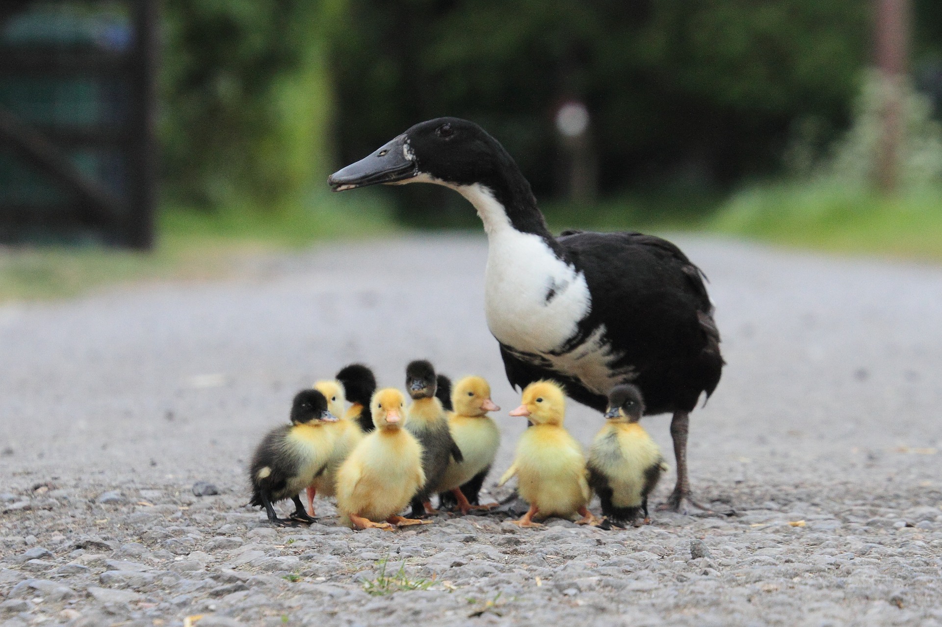 Ducks