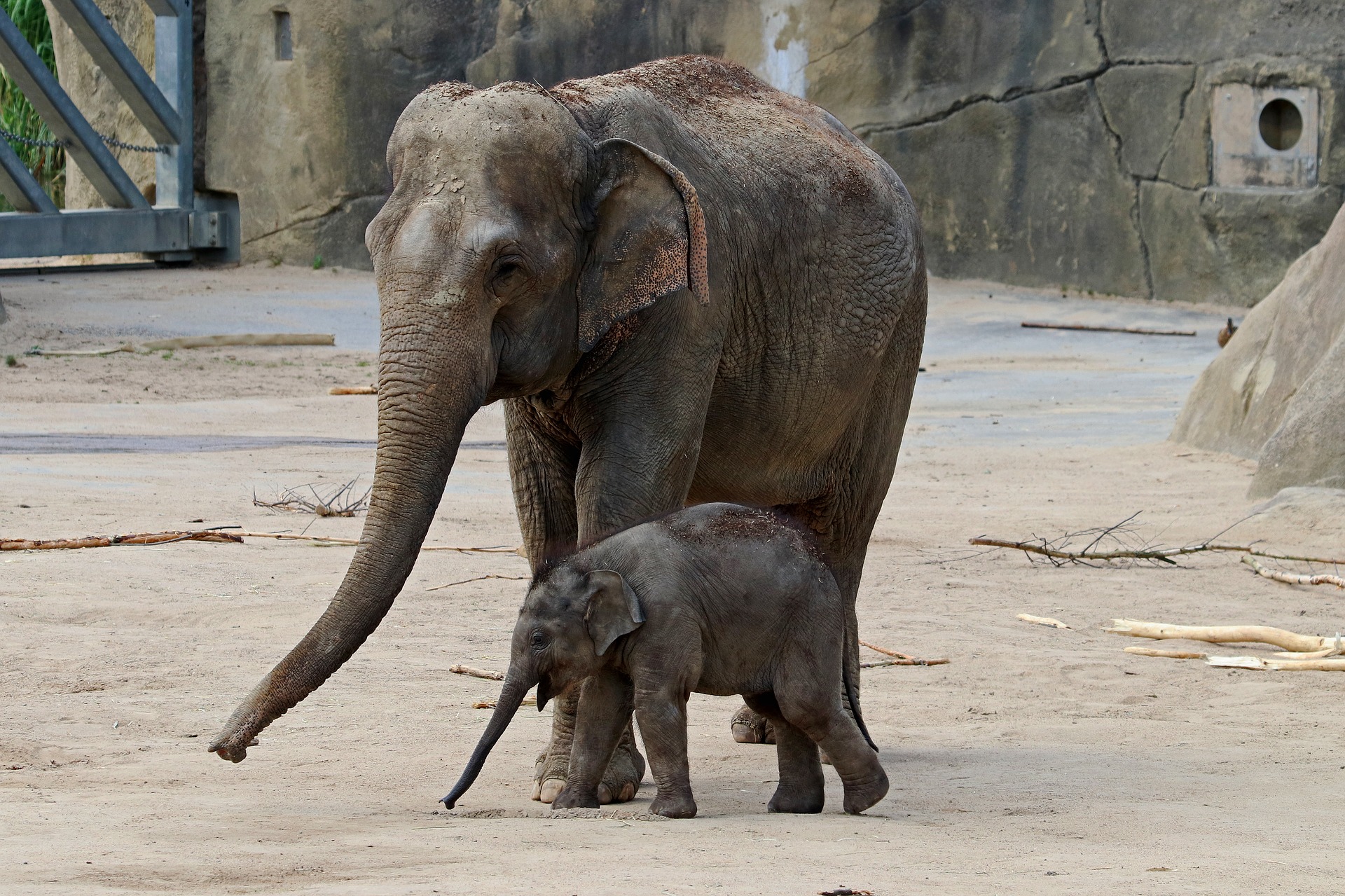 Elephants