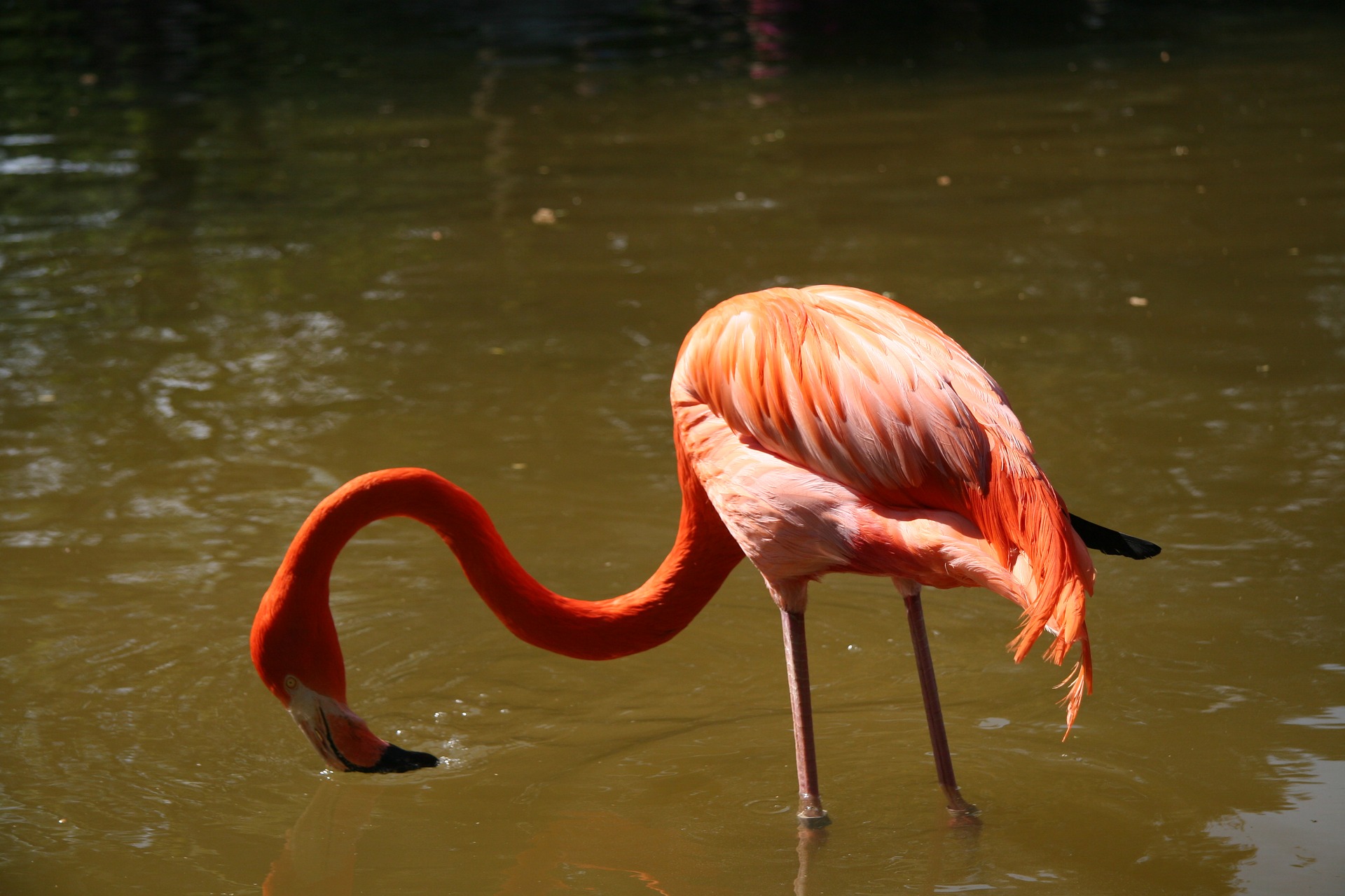 Flamingo