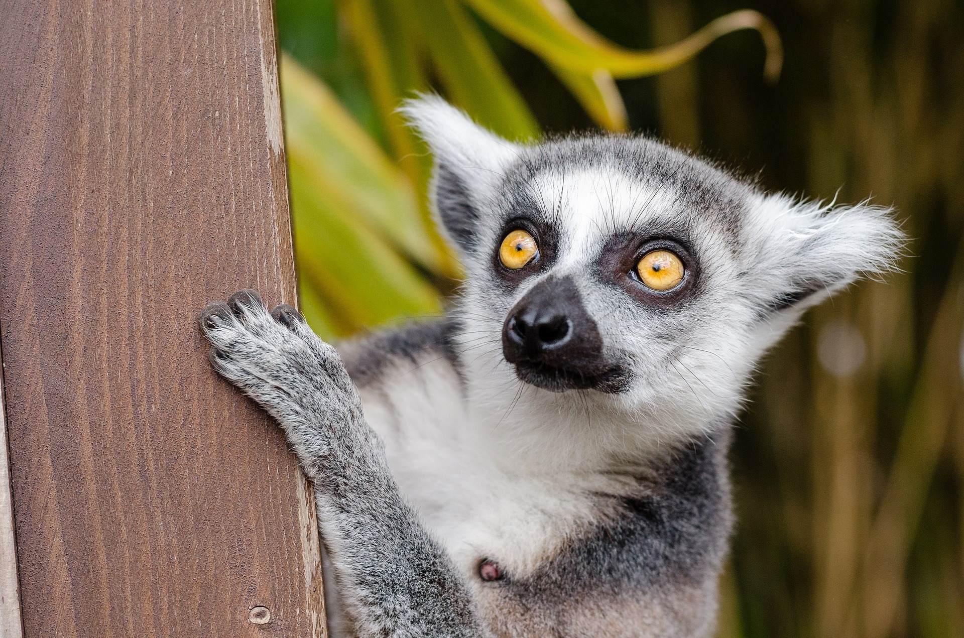 Lemurs