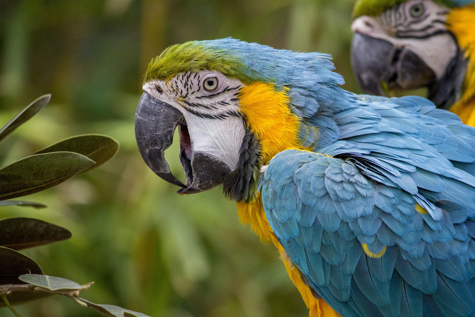 Macaw