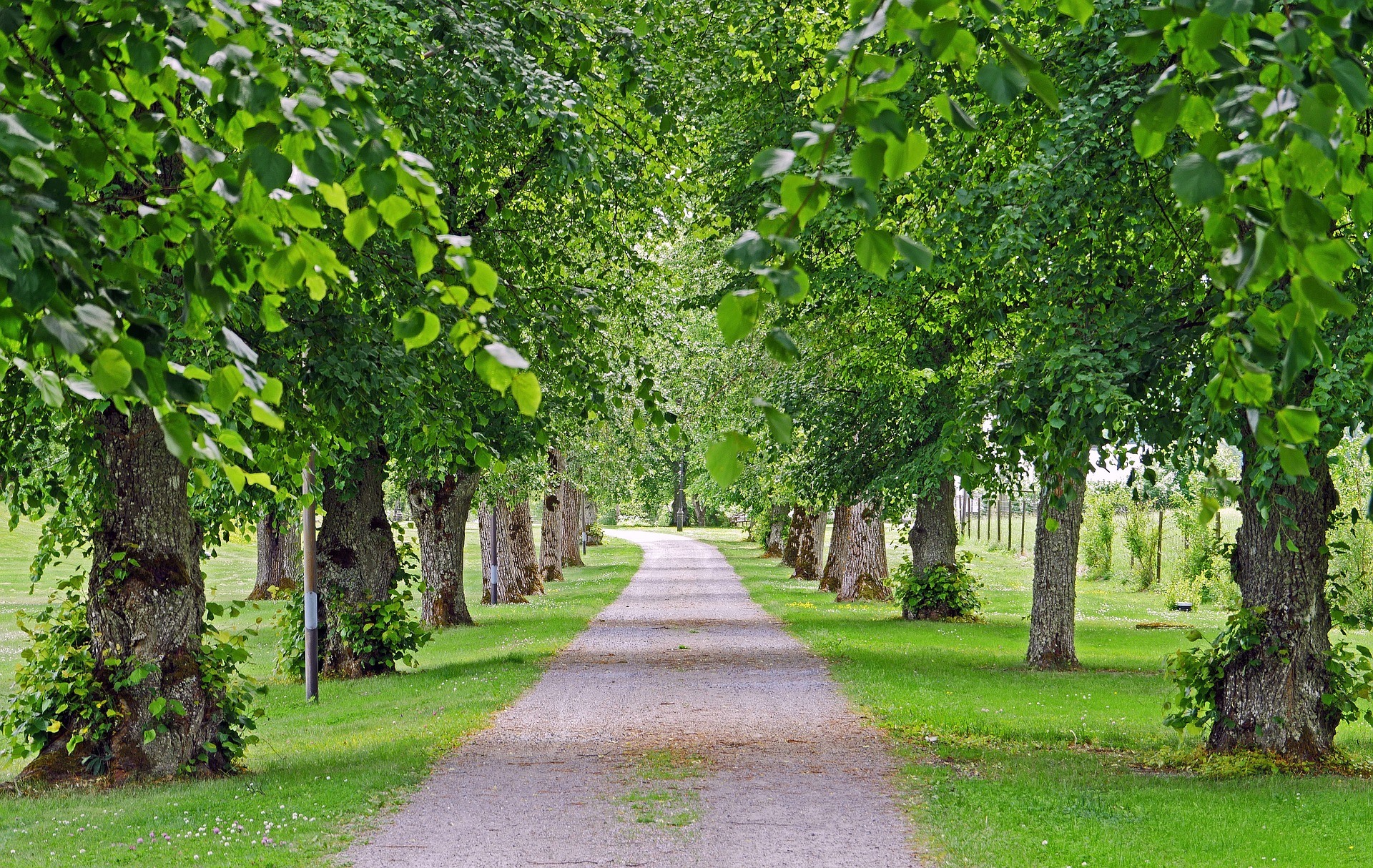 Tree-lined Walkways