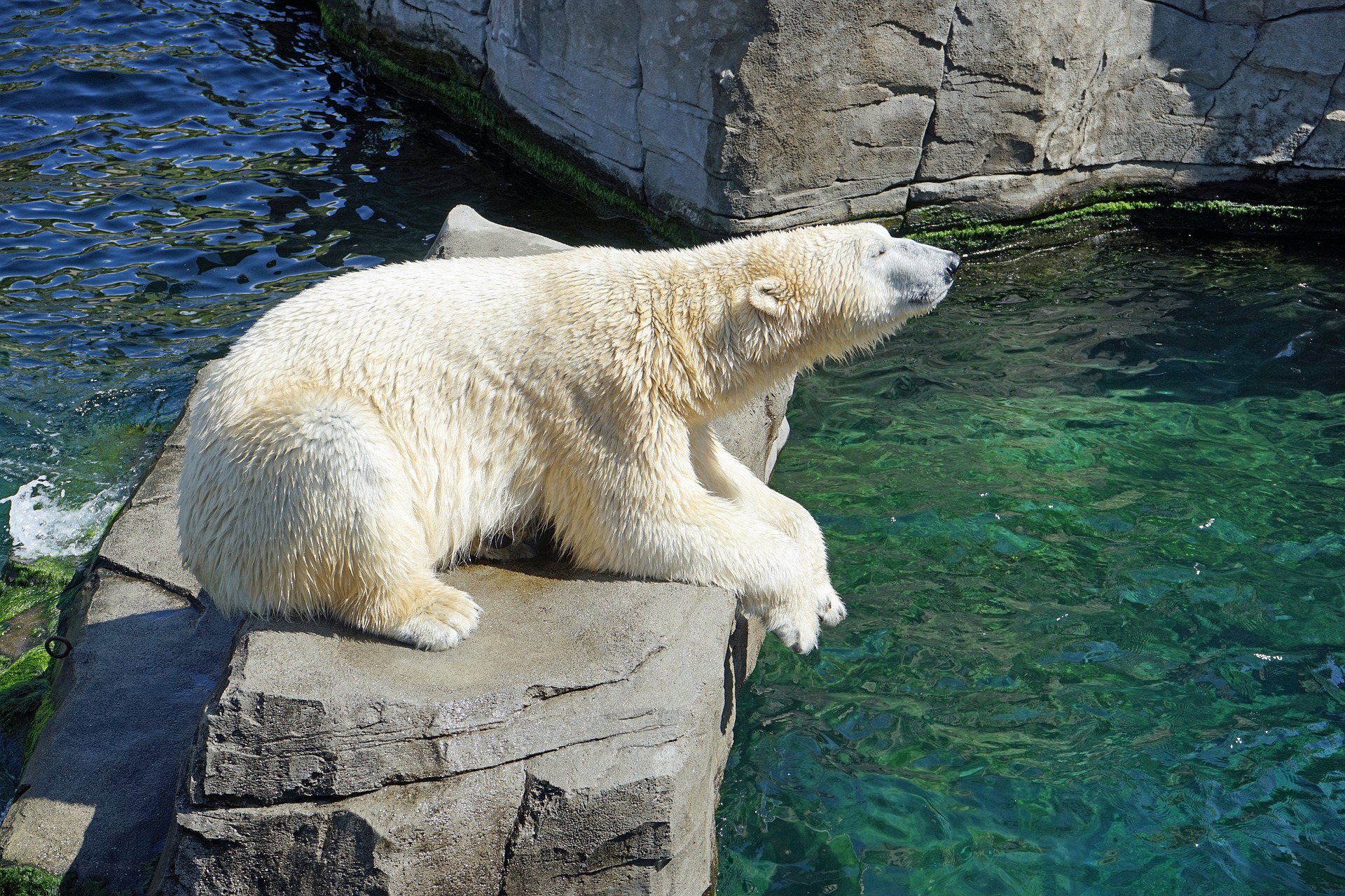 Polar bear