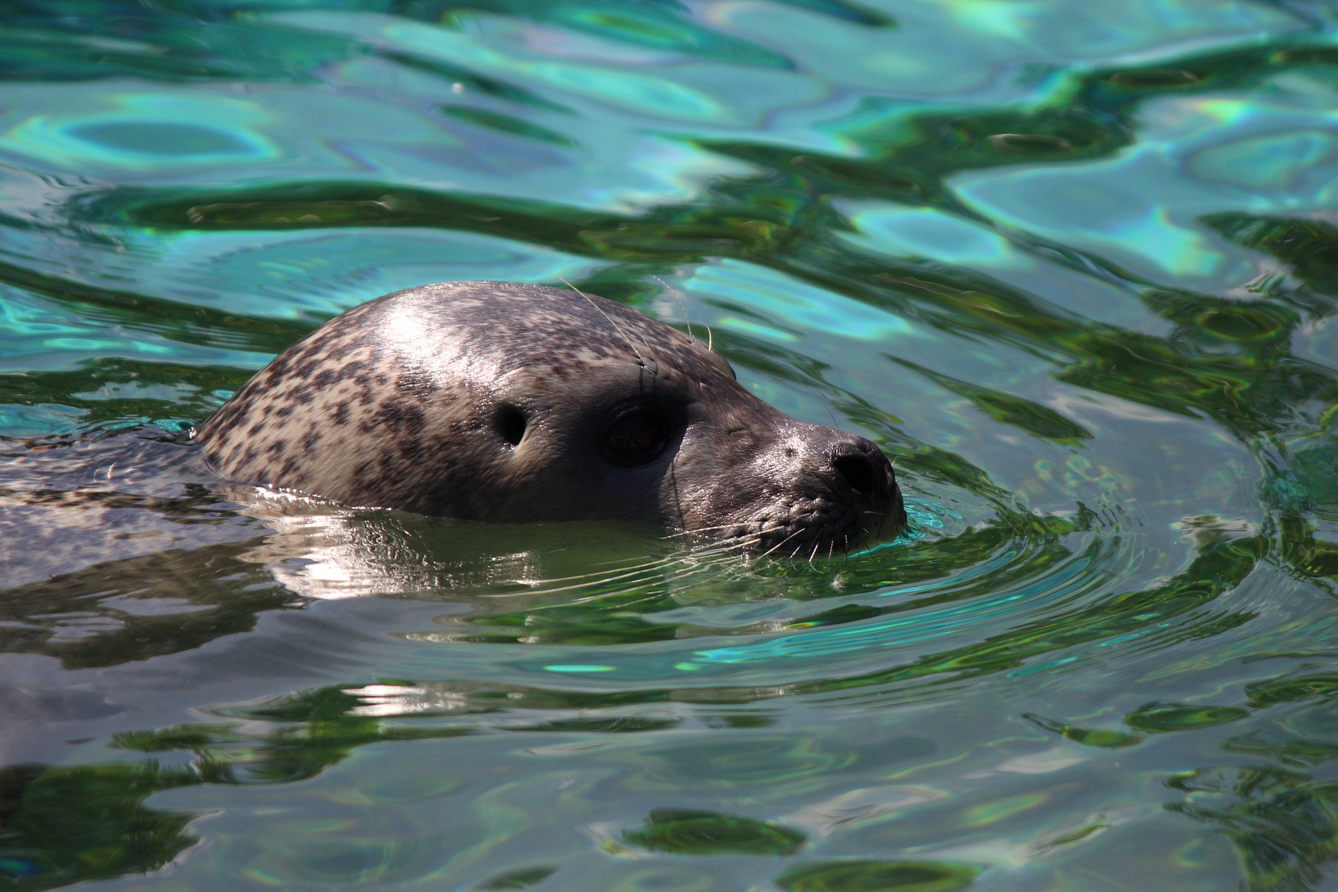 Seal Shows