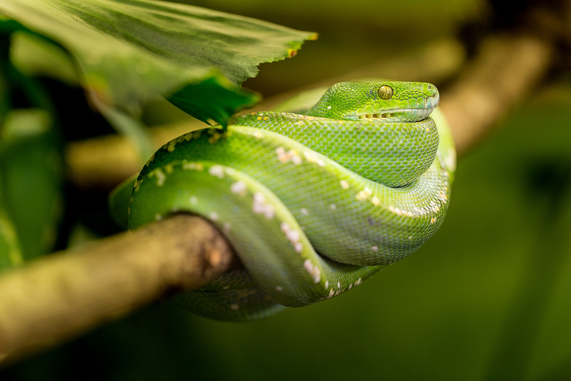 tree snake