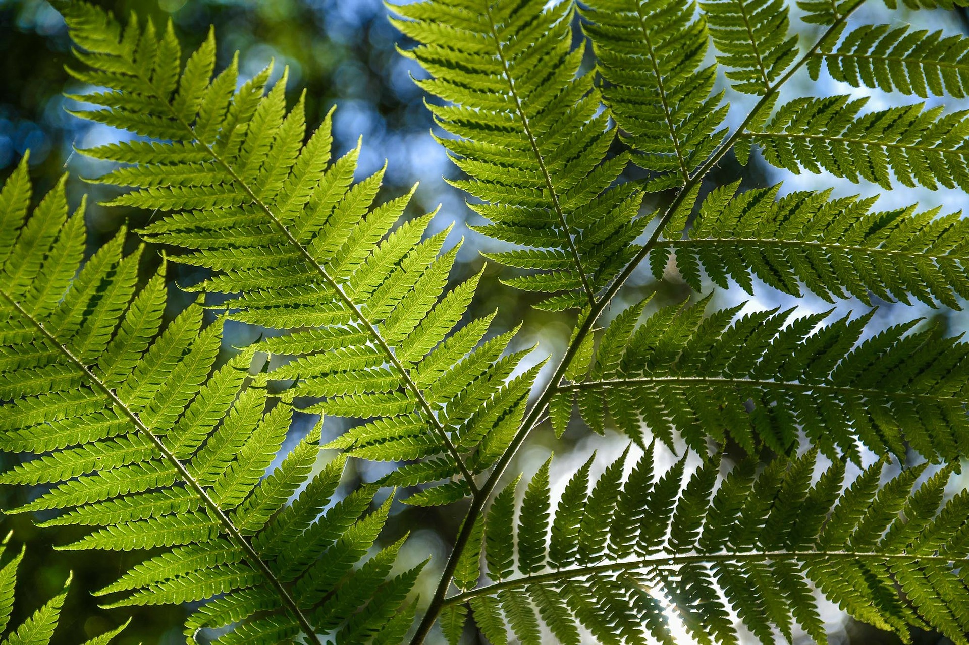 Shaped Leaves